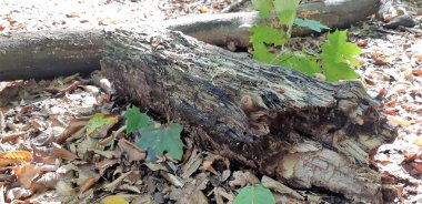 Ölü eski ağaç vahşi ormanda, kırık bir gövde yatıyor. Düşen yapraklar üzerinde yağmur ormanlarında kırık gövde