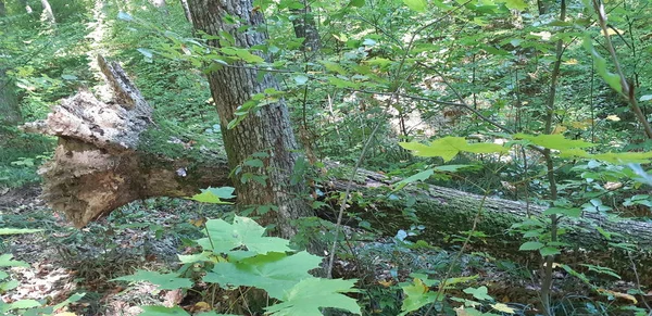 Мертве старе дерево лежить у дикому лісі, зламаному багажнику. Розбитий багажник у дощовому лісі на опале листя — стокове фото