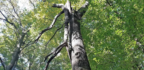 Ölü eski ağaç vahşi ormanda, kırık bir gövde yatıyor. Düşen yapraklar üzerinde yağmur ormanlarında kırık gövde