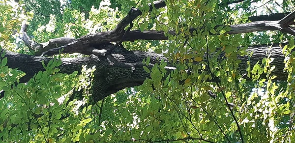 Мертве старе дерево лежить у дикому лісі, зламаному багажнику. Розбитий багажник у дощовому лісі на опале листя — стокове фото