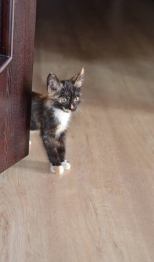 Küçük kedi yavrusu. Şirin kedi yavrusu. katta oturan kedi 