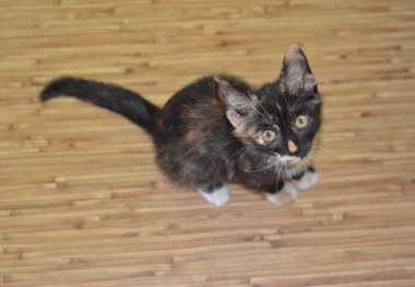 Küçük kedi yavrusu. Şirin kedi yavrusu. katta oturan kedi 