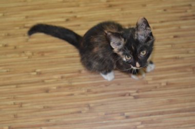 Küçük kedi yavrusu. Şirin kedi yavrusu. katta oturan kedi 