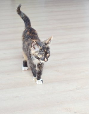 Küçük kedi yavrusu. Şirin kedi yavrusu. katta oturan kedi 