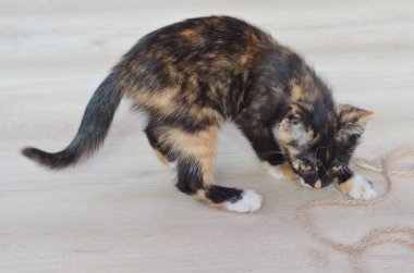 Küçük kedi yavrusu. Şirin kedi yavrusu. katta oturan kedi 
