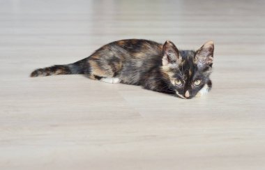 Küçük kedi yavrusu. Şirin kedi yavrusu. katta oturan kedi 
