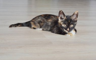 Kitten yerde oturuyor 