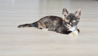 Kitten yerde oturuyor 