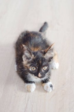 ışık arka plan üzerinde beyaz göğüs ile yavru kedi. katta oturan kedi 