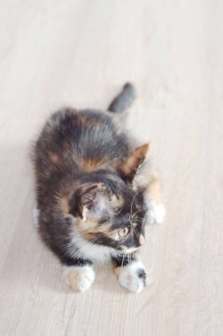 Küçük kedi yavrusu. Şirin kedi yavrusu. katta oturan kedi 