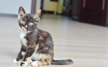 Küçük kedi yavrusu. Şirin kedi yavrusu. katta oturan kedi 