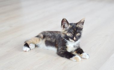 Küçük kedi yavrusu. Şirin kedi yavrusu. katta oturan kedi 
