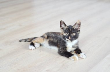 Küçük kedi yavrusu. Şirin kedi yavrusu. katta oturan kedi 