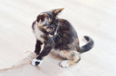 Şirin kedi yavrusu. katta oturan kedi 