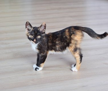 yerdeki ışık arka plan ayakta beyaz göğsünde ile yavru kedi 