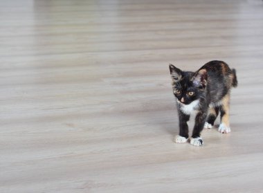 Küçük kedi yavrusu. Şirin kedi yavrusu. Ürün reklam için yavru kedi