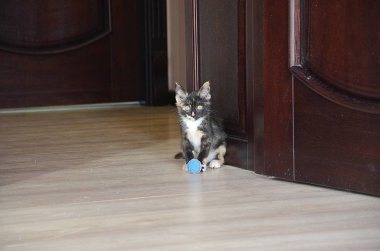 Küçük kedi yavrusu. Şirin kedi yavrusu. katta oturan kedi 