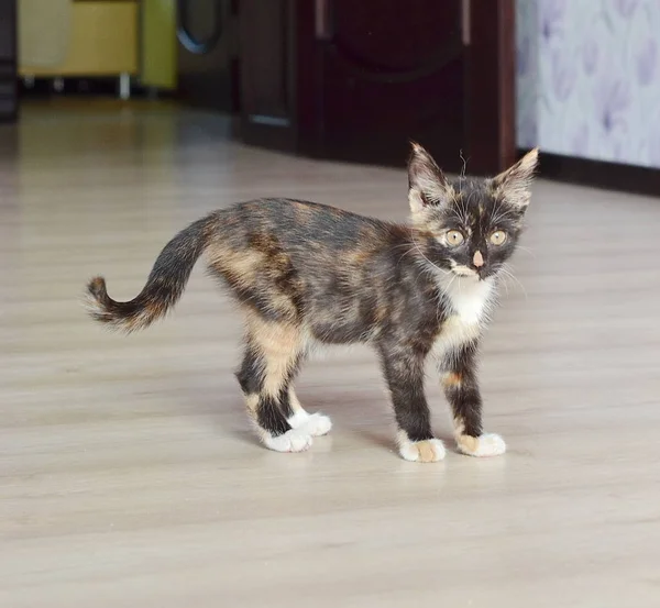 Küçük kedi yavrusu. Şirin kedi yavrusu. katta oturan kedi 