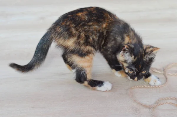 Küçük kedi yavrusu. Şirin kedi yavrusu. katta oturan kedi 