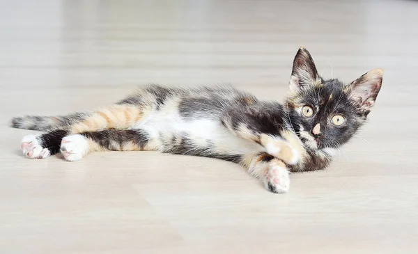 Kätzchen Sitzt Auf Dem Boden — Stockfoto