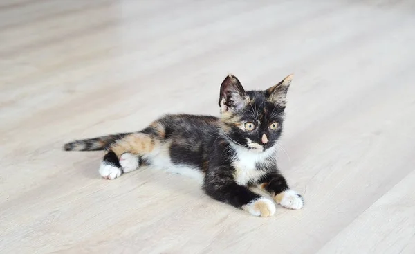 Malé Kotě Roztomilá Kočička Kotě Sedí Podlaze — Stock fotografie