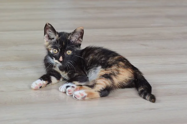 Liten Kattunge Söt Kattunge Kattunge Som Sitter Golvet — Stockfoto