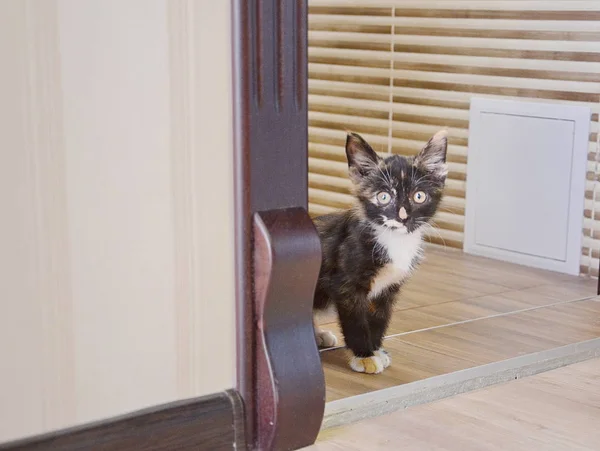 Liten Kattunge Söt Kattunge Kattunge Golvet — Stockfoto