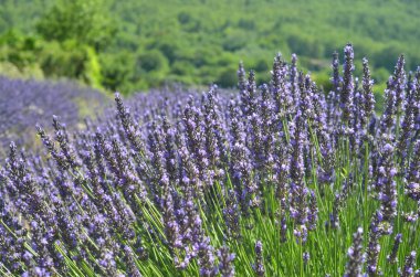 Provence, Fransa lavanta alanında. Çiçeklenme menekşe kokulu lavanta çiçekleri