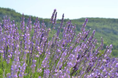 Provence, Fransa lavanta alanında. Çiçeklenme menekşe kokulu lavanta çiçekleri