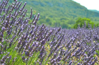 Provence, Fransa lavanta alanında. Çiçeklenme menekşe kokulu lavanta çiçekleri