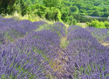 Provence, Fransa lavanta alanında. Çiçeklenme menekşe kokulu lavanta çiçekleri