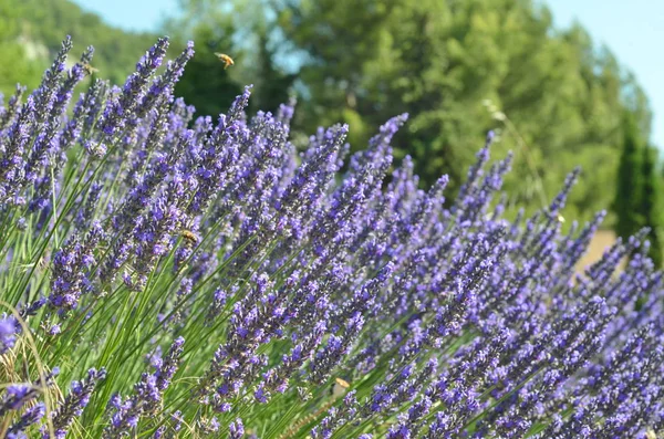 Lavendelfält Provence Frankrike Blommande Violetta Väldoftande Lavendelblommor — Stockfoto