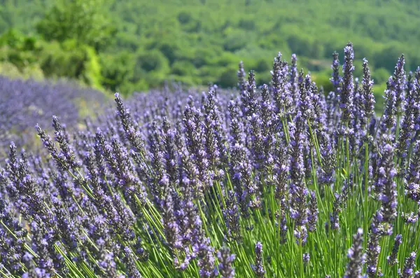 Lavendelfält Provence Frankrike Blommande Violetta Väldoftande Lavendelblommor — Stockfoto
