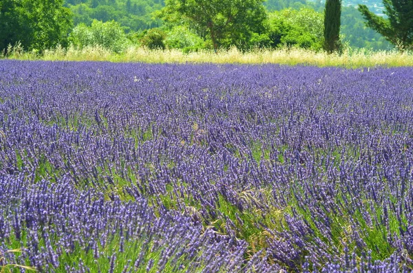 Campo Lavanda Provença França Flores Lavanda Perfumadas Violeta Florescendo — Fotografia de Stock