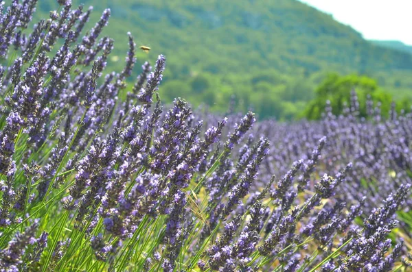 Lavendelfält Provence Frankrike Blommande Violetta Väldoftande Lavendelblommor — Stockfoto