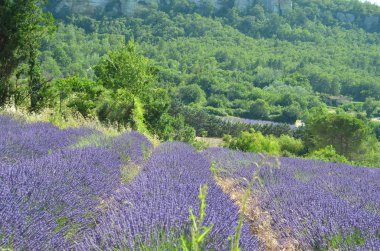 Lavanta çiçekleri alan çiçeklenme. Provence, Fransa, Europe. Doğal ve bitkisel peyzaj