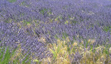 Lavanta çiçekleri alan arka plan çiçeklenme