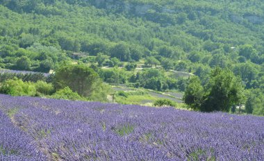 Lavanta çiçekleri blooming menekşe alan.  