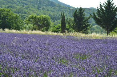Fransa lavanta alan çiçekler, çiçek