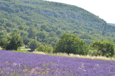 Fransa lavanta alan çiçekler, çiçek