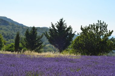 Fransa lavanta alan çiçekler, çiçek