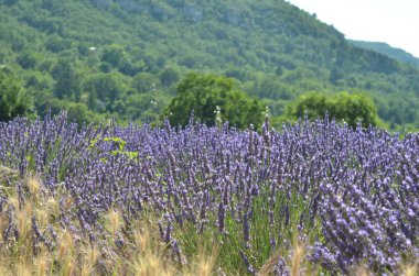 Lavanta çiçekleri blooming menekşe alan