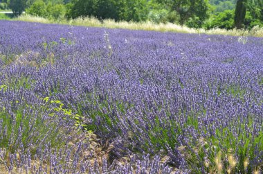 Lavanta çiçekleri alan çiçeklenme. Provence, Fransa