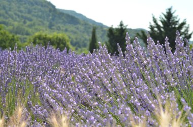 Lavanta çiçekleri alan çiçeklenme. Provence, Fransa, Europe. Doğal ve bitkisel peyzaj