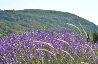 Lavanta çiçekleri alan çiçeklenme. Provence