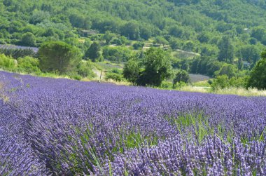 Provence, Fransa lavanta alanında. Çiçeklenme menekşe kokulu lavanta çiçekleri. Lavanta büyüyen