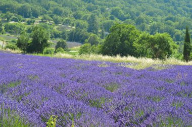 Lavanta çiçekleri alan çiçeklenme. Provence, Fransa, Europe. Doğa manzara