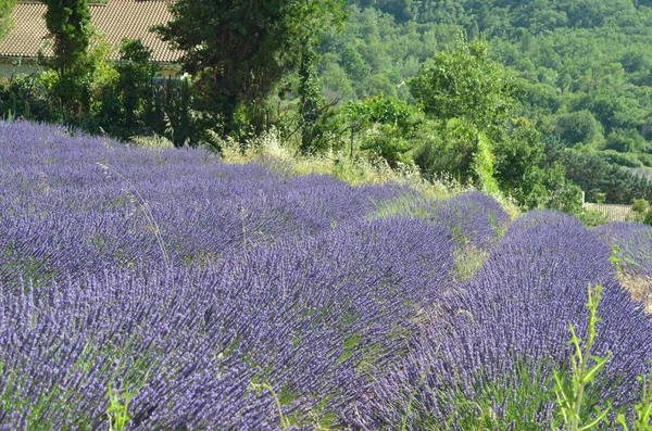 Lavanta çiçekleri alan çiçeklenme. Provence, Fransa, Europe. Doğal ve bitkisel peyzaj