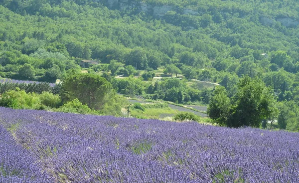 Lavanta çiçekleri blooming menekşe alan.  