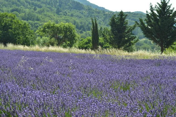 Blooming Lavender Field Flowers France — Stock Photo, Image